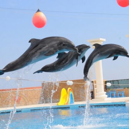 Alanya Dolphin Show