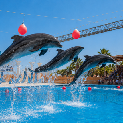 Alanya Dolphin Show from Alanya - Side - Antalya