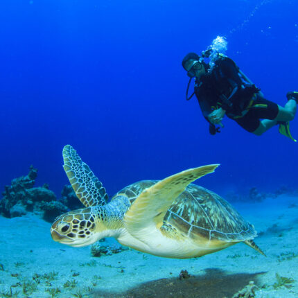 Diving